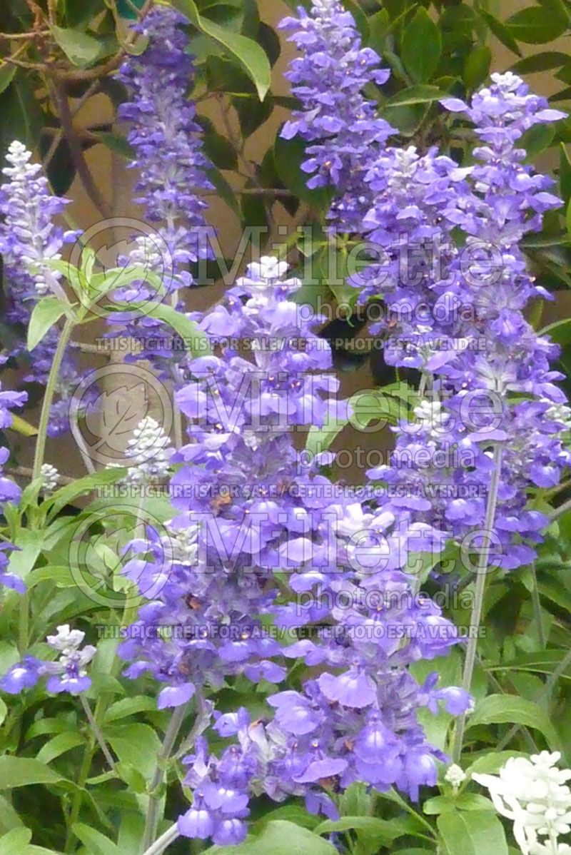 Salvia Cathedral Deep Blue (Mealy Cup Sage)  1