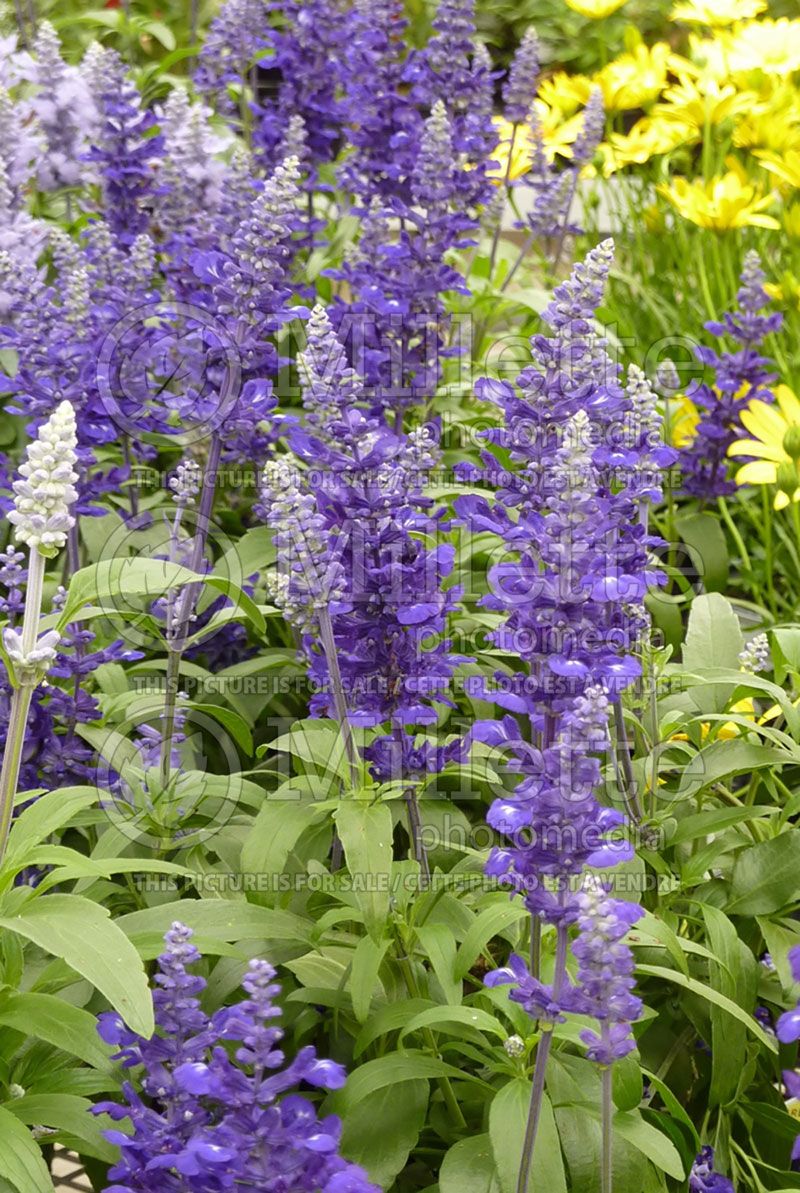 Salvia Cathedral Deep Blue (Mealy Cup Sage) 2