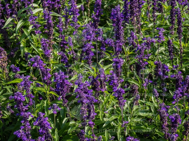 Salvia Evolution (Forsythia Sage) 1  