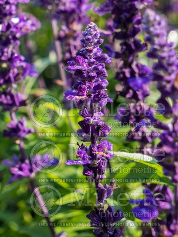 Salvia Evolution (Forsythia Sage) 2  