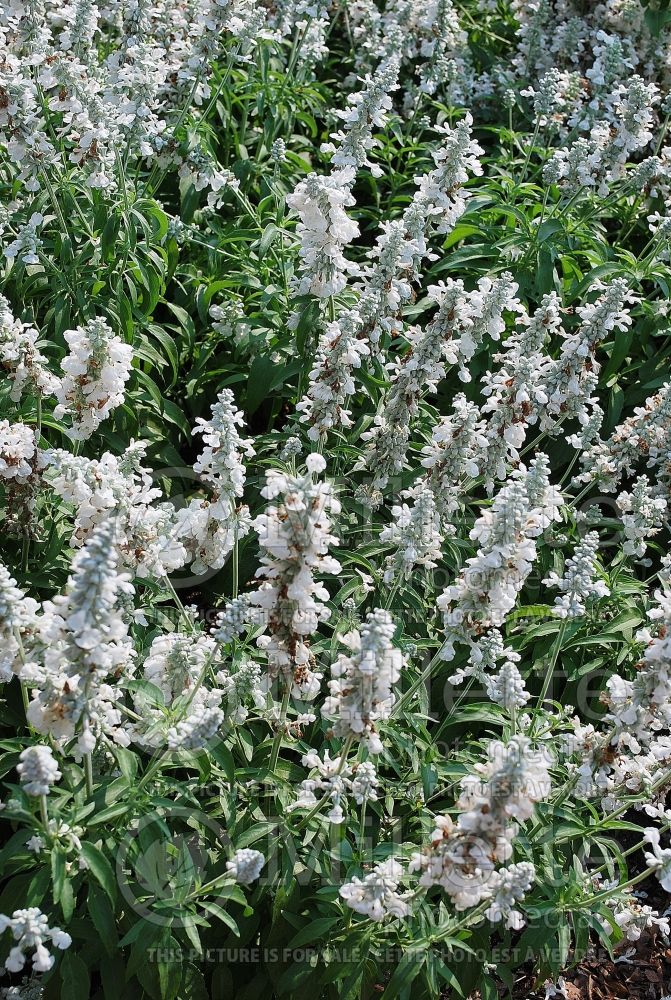 Salvia Evolution White (Forsythia Sage) 1  