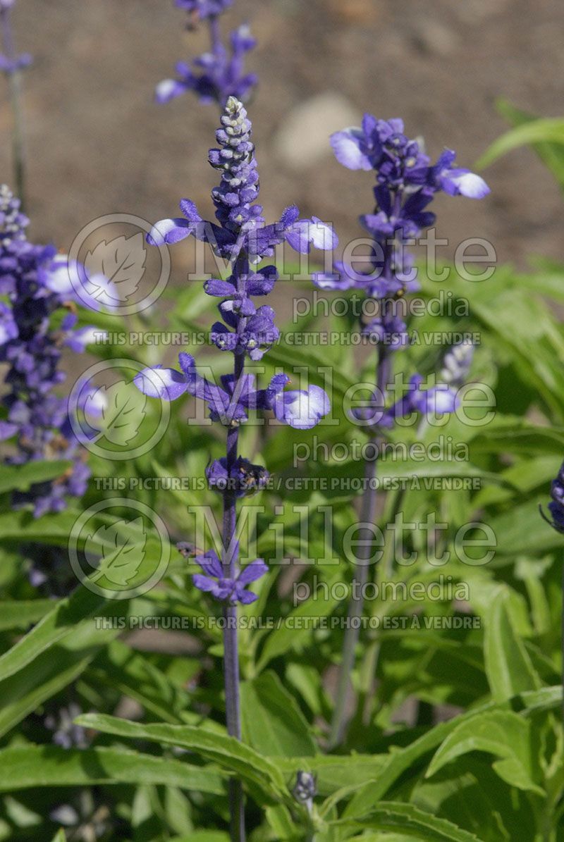 Salvia Fairy Queen (Sage) 1