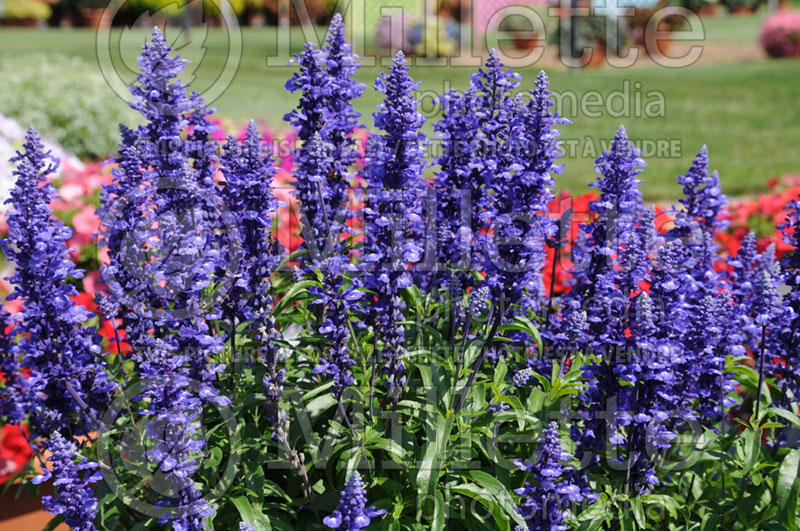 Salvia Mannequin Blue Mountain (Sage) 1  