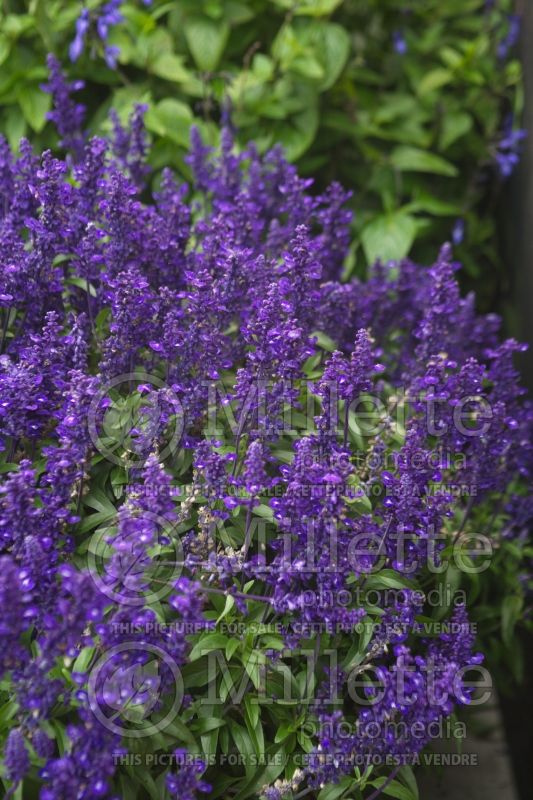 Salvia Sallyfun ou Deep Ocean (Forsythia Sage) 1  