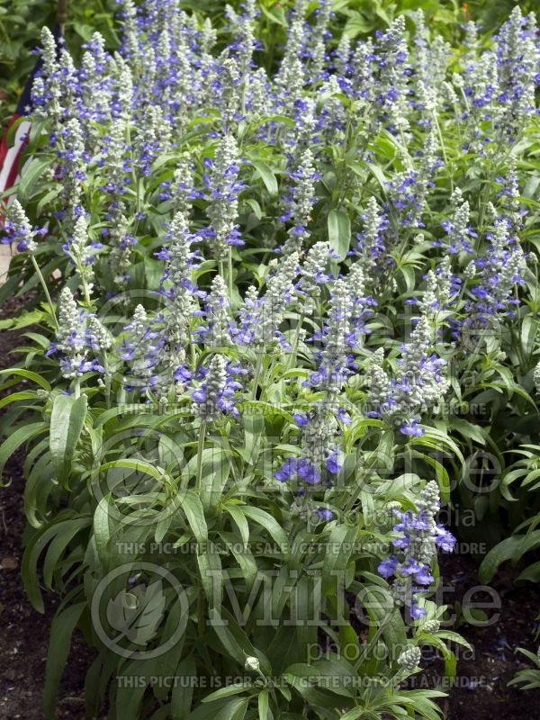 Salvia Strata Blue (Forsythia Sage) 2  