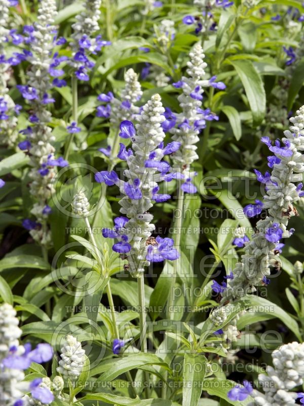 Salvia Strata (Forsythia Sage) 3  