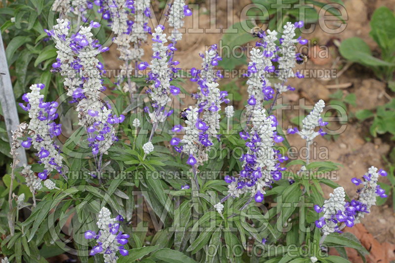 Salvia Strata (Forsythia Sage) 1  