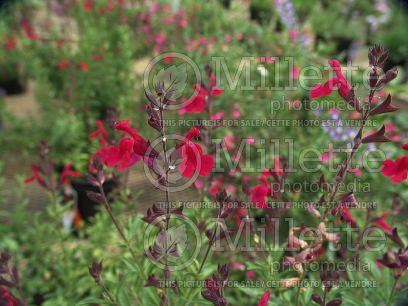 Salvia Furman's Red (Sage) 1  