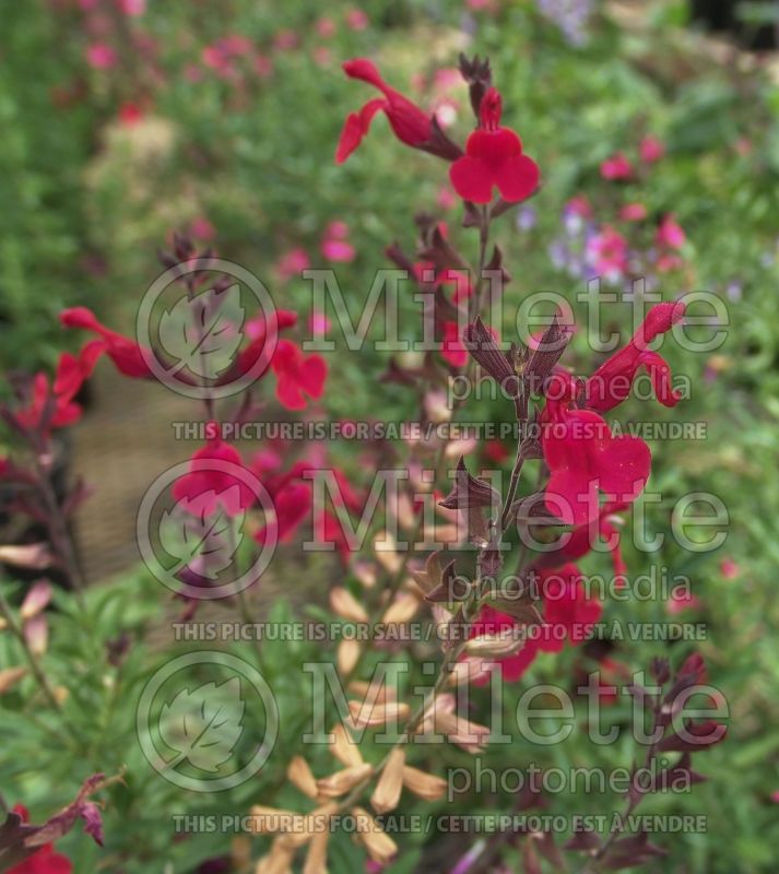 Salvia Furman's Red (Sage) 2  