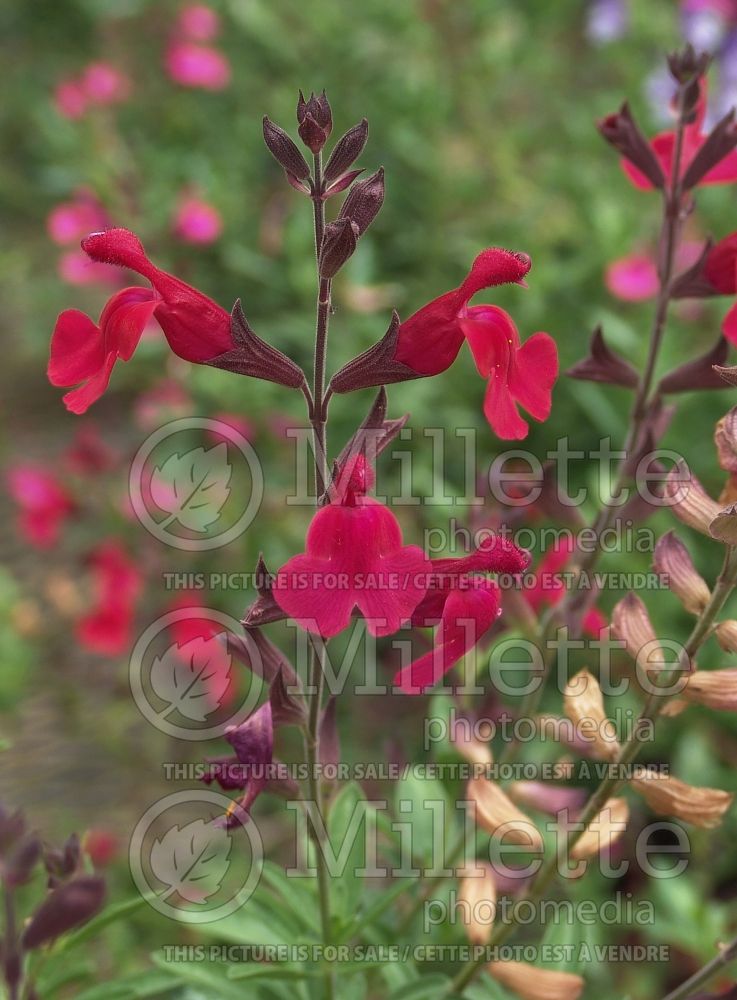Salvia Furman's Red (Sage) 3  
