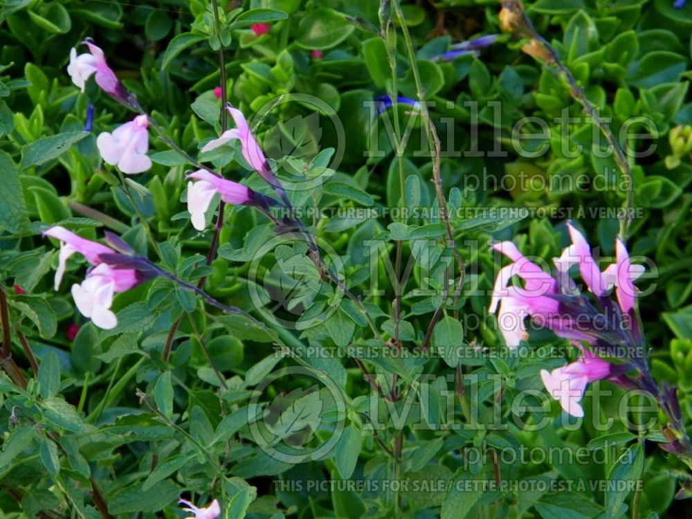 Salvia Stormy Pink (Autumn Sage) 2 