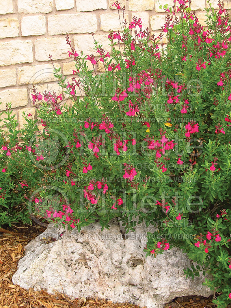 Salvia Wild Thing (Sage) 3  