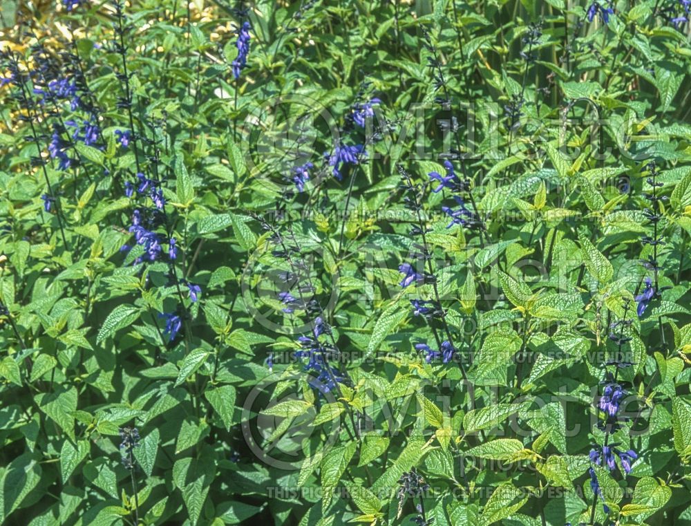 Salvia Black and Blue (Forsythia Sage) 10  