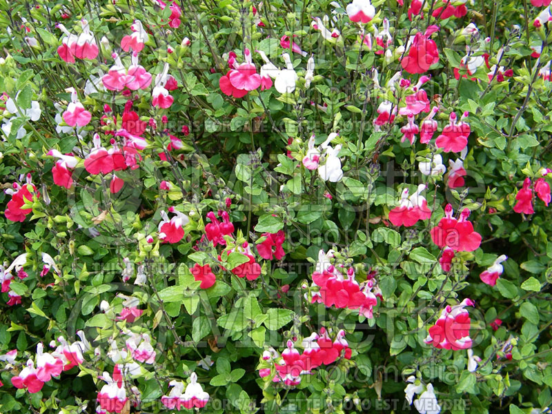 Salvia Hot Lips (Sage) 2  