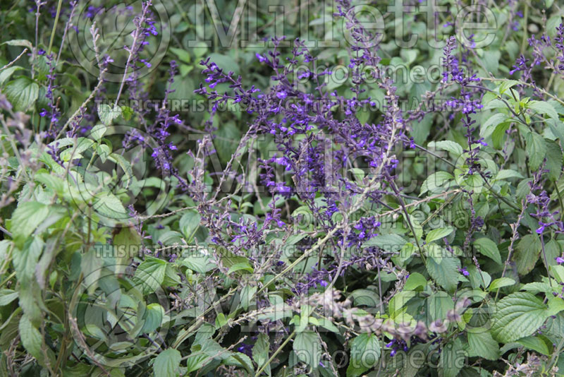 Salvia Indigo Spires (Sage) 1  