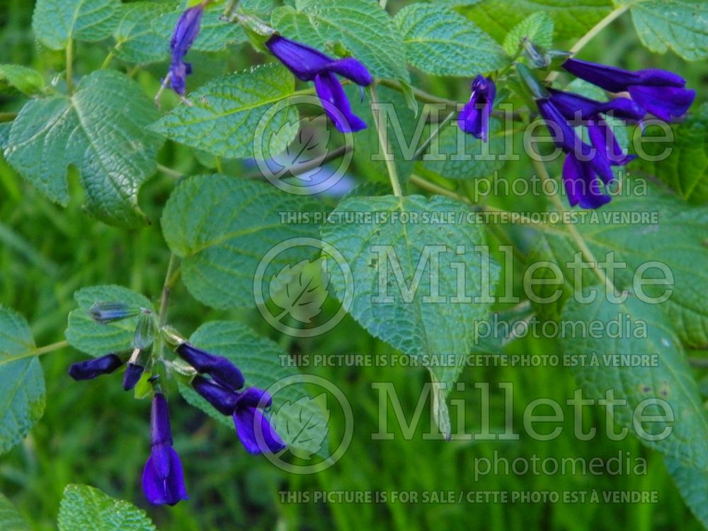 Salvia Jean's Purple Passion (Gentian Sage)  2