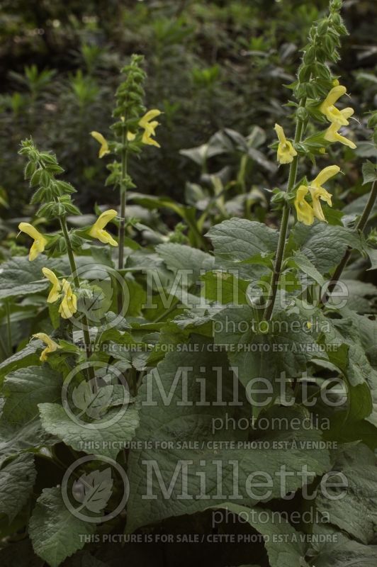 Salvia koyamae (Sage) 1  