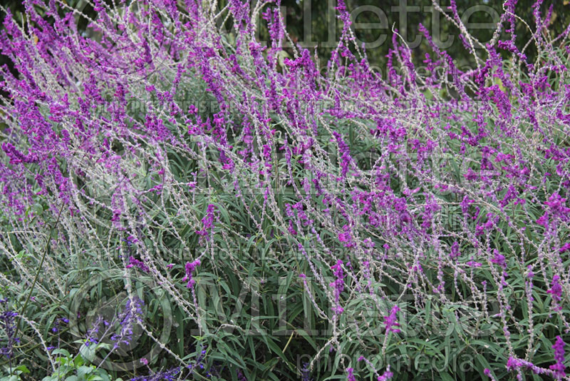 Salvia Midnight (Sage) 1  