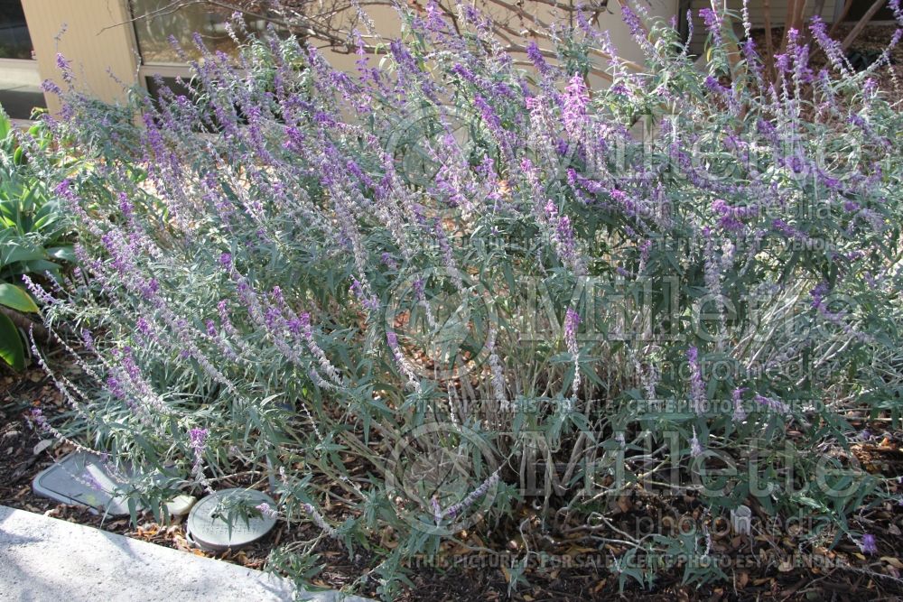 Salvia Santa Barbara (Sage) 5  