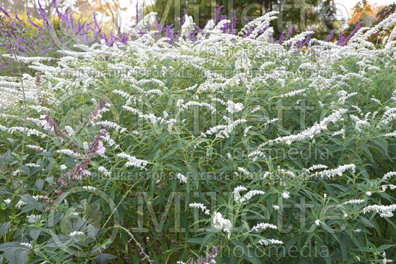 Salvia White Mischief (Mexican Bush Sage) 1  