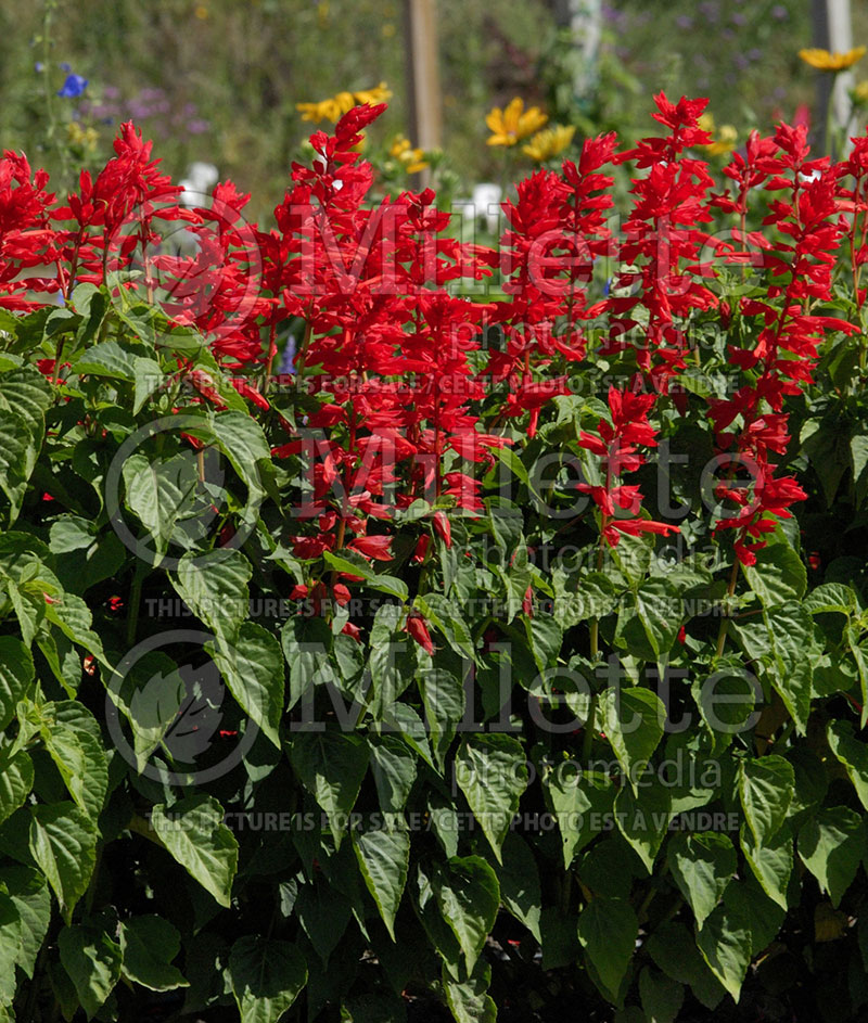 Salvia Lighthouse Red (Sage) 1 