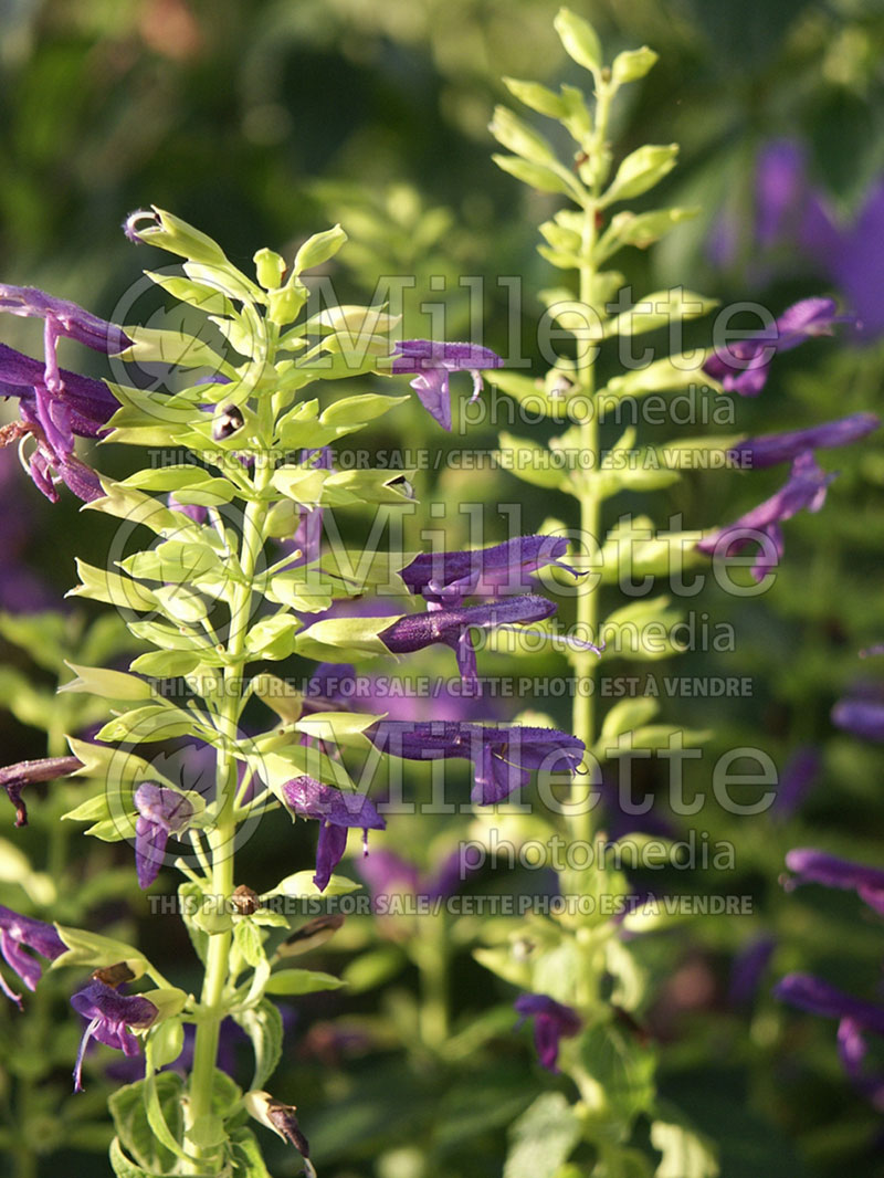 Salvia Limelight (Mexican Sage) 1 