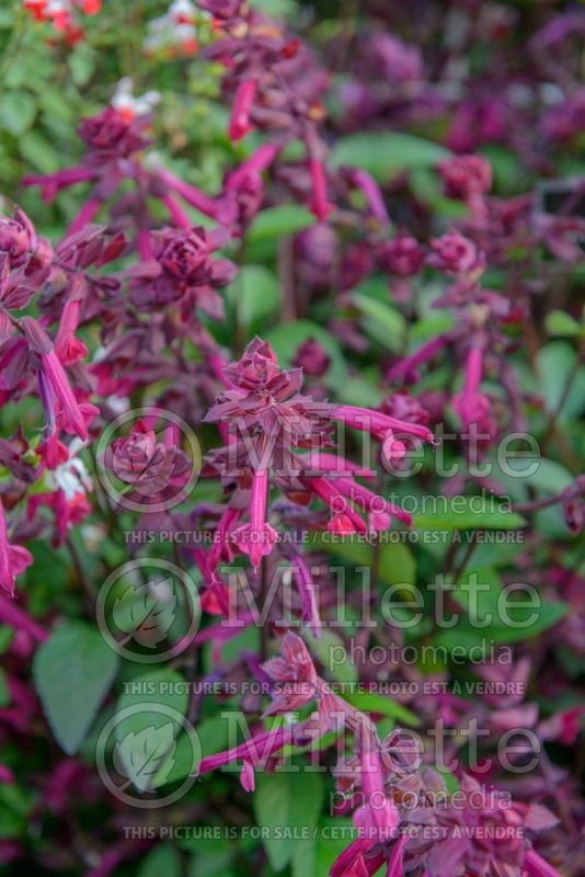 Salvia Love and Wishes (Forsythia Sage) 2  