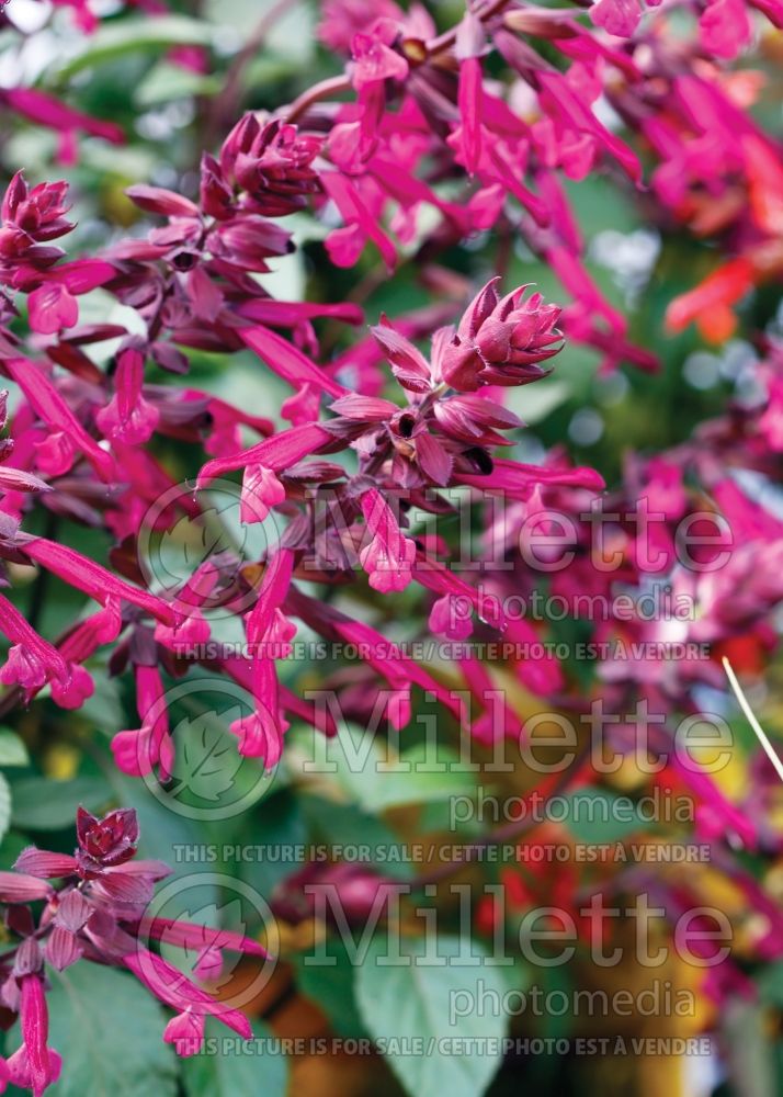 Salvia Love and Wishes (Forsythia Sage) 3  