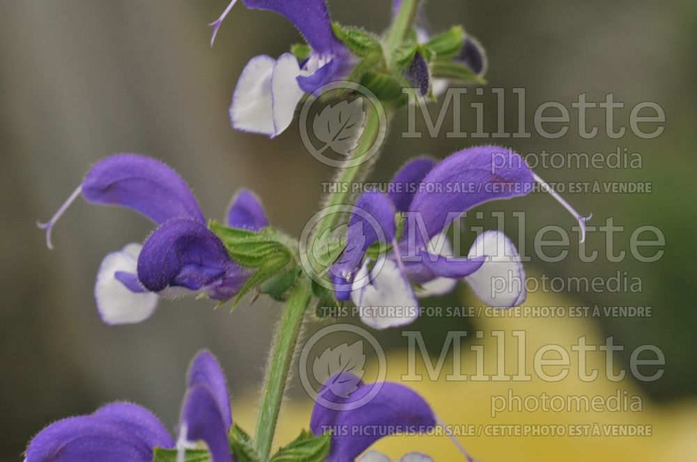 Salvia Madeline (Meadow Clary Sage)  1