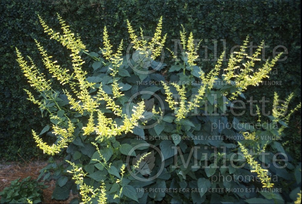 Salvia madrensis (Forsythia Sage) 2  