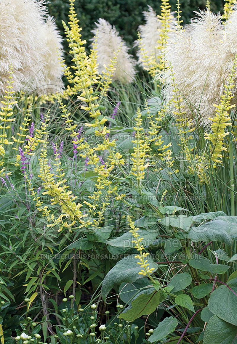 Salvia madrensis (Forsythia Sage) 3  