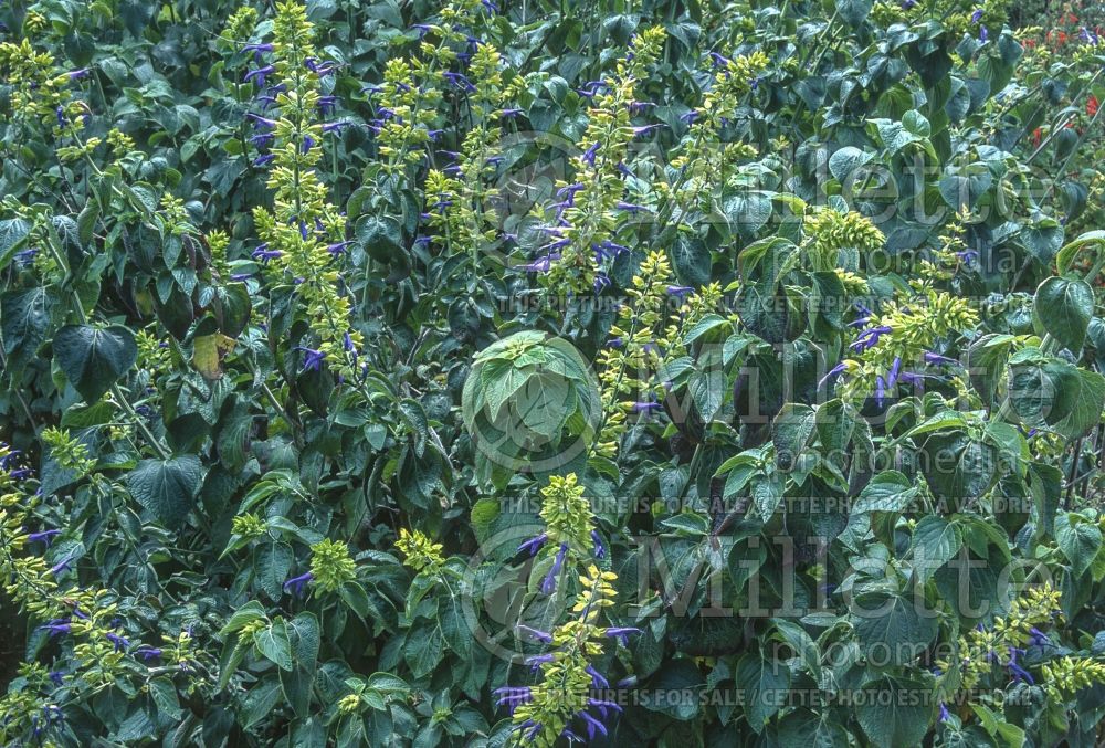 Salvia Limelight (Mexican Sage) 4 