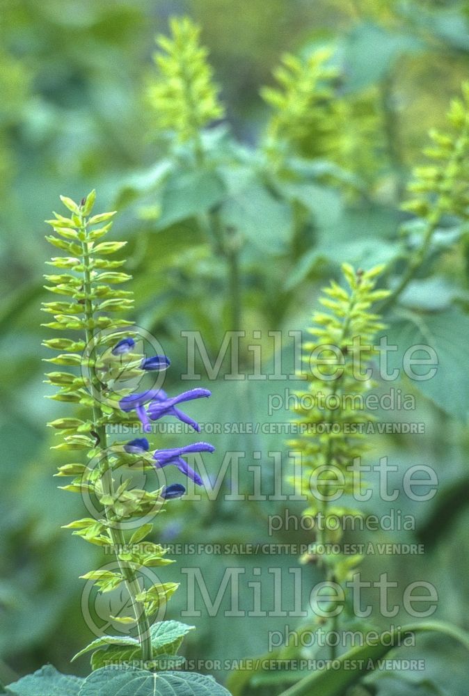 Salvia Limelight (Mexican Sage) 5 