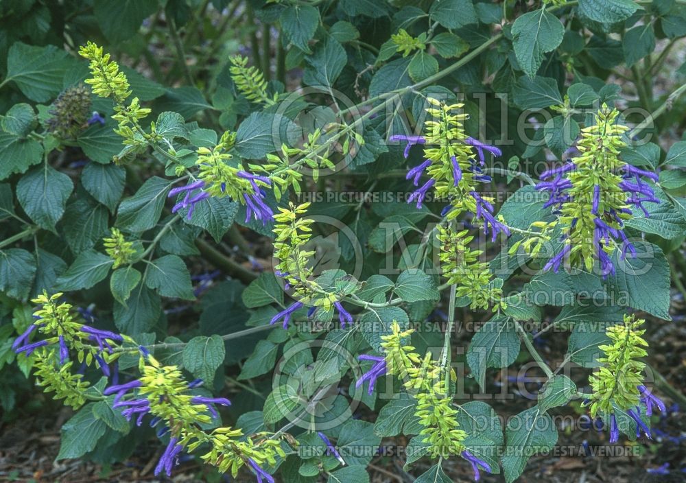 Salvia Limelight (Mexican Sage) 6 