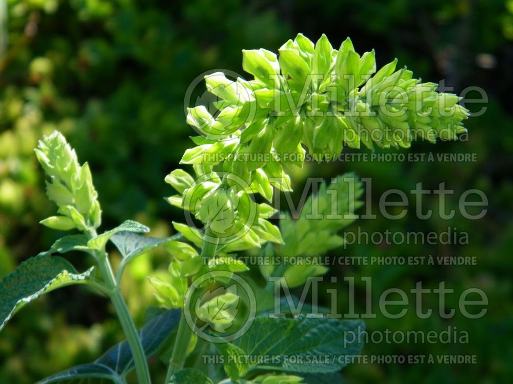 Salvia Limelight (Mexican Sage) 8 