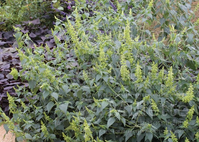 Salvia Limelight (Mexican Sage) 2 