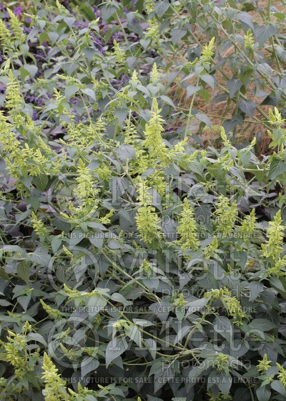 Salvia Limelight (Mexican Sage) 3 