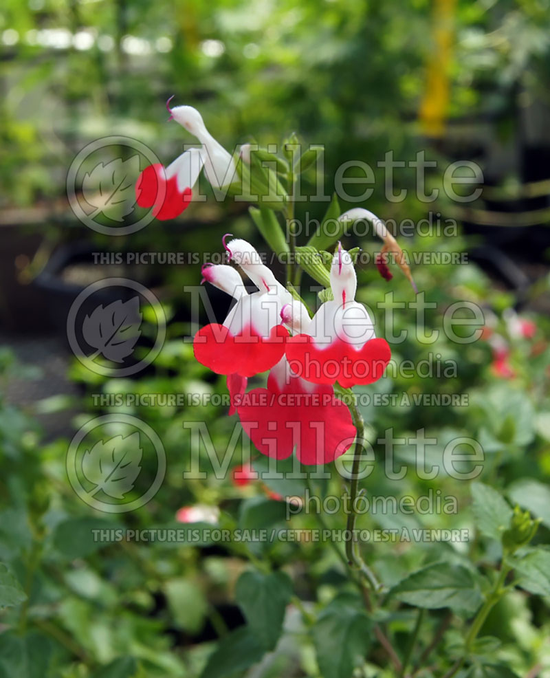 Salvia Hot Lips (Sage) 1  