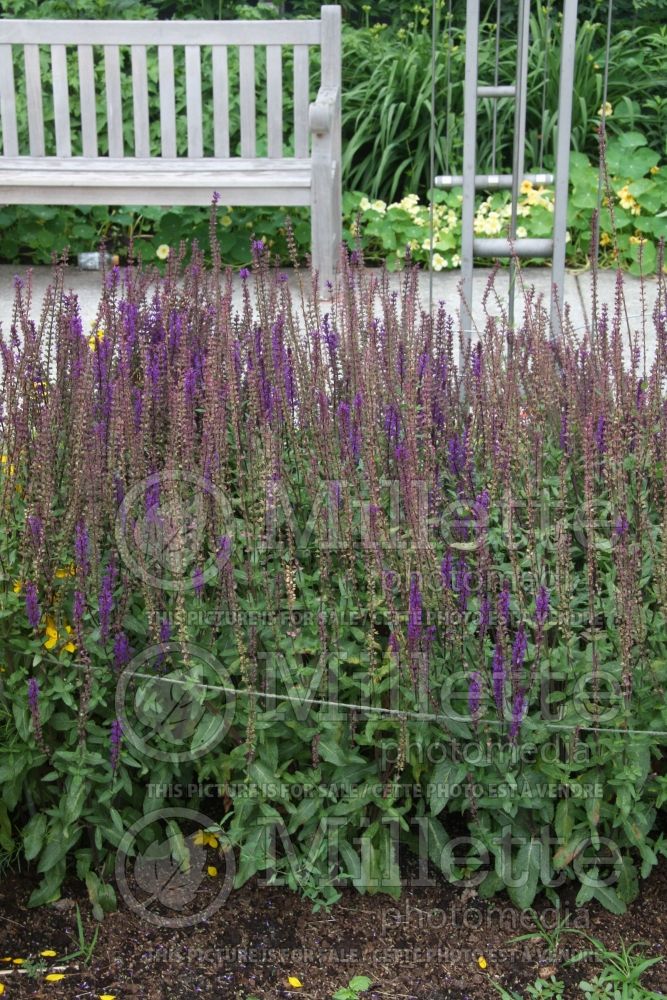 Salvia Caradonna (Sage) 7  