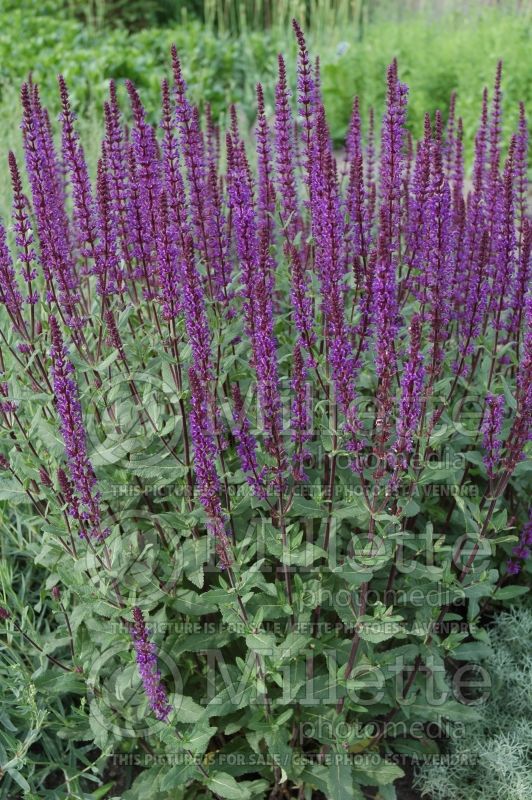 Salvia Caradonna (Sage) 8  