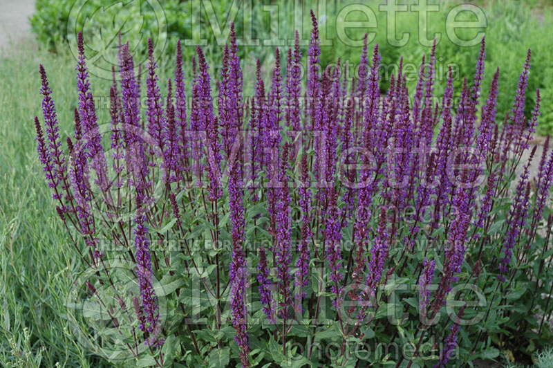 Salvia Caradonna (Sage) 1  