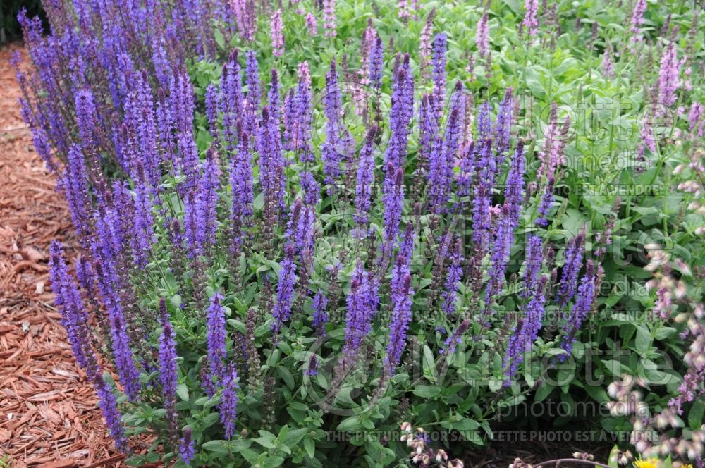 Salvia Lyrical Silvertone ou Balyricsil (Sage) 1  