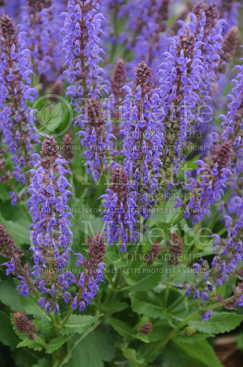 Salvia Sallyrosa April Night (Sage) 1  