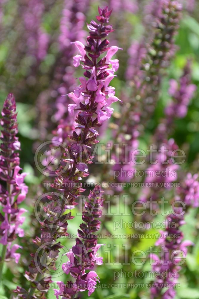 Salvia Sensation Compact Bright Rose (Sage) 1  