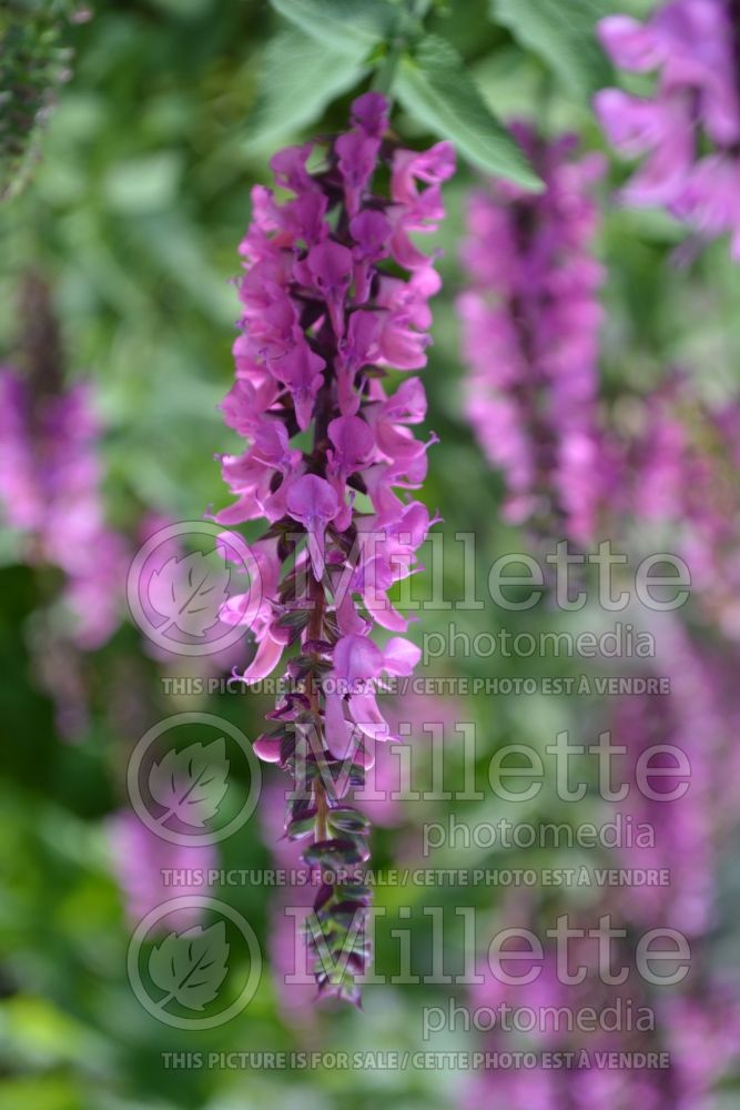 Salvia Sensation Rose (Sage) 3  