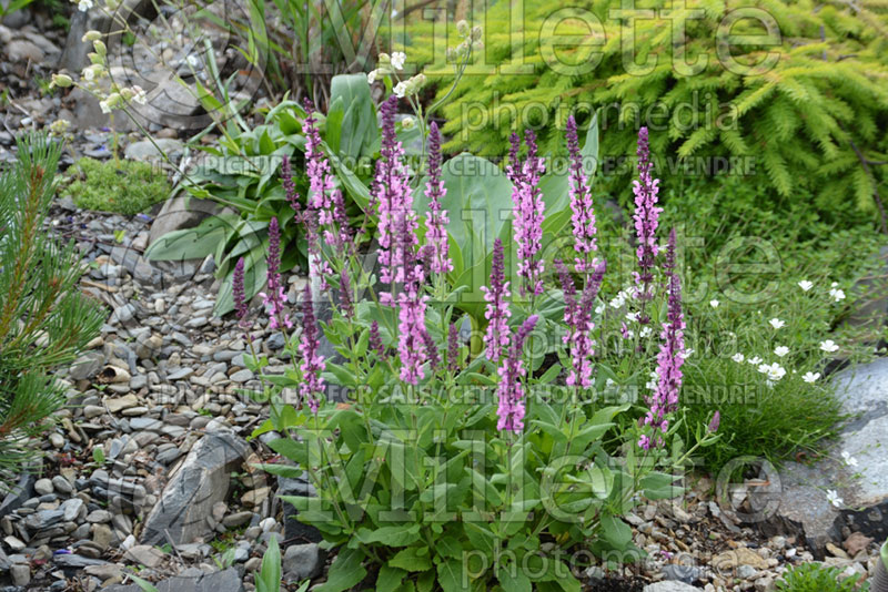 Salvia Sensation Rose (Sage) 4  