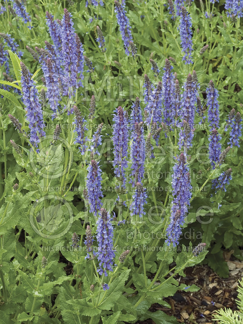 Salvia Blue Hill (Sage) 3