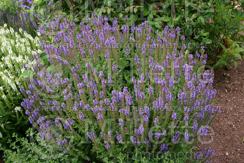 Salvia Blue Hill (Sage) 2