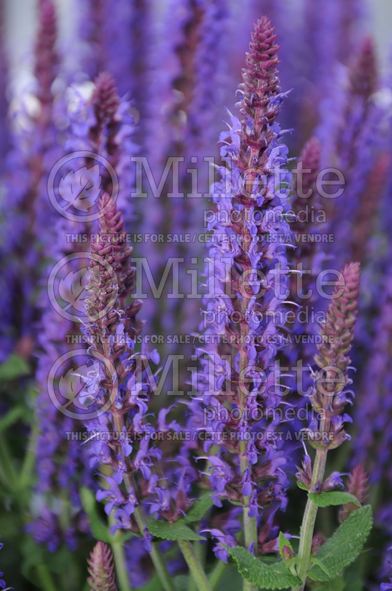 Salvia Bordeau Deep Blue (Sage) 1  