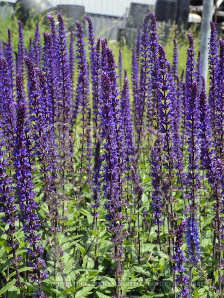 Salvia Caradonna (Sage) 4  